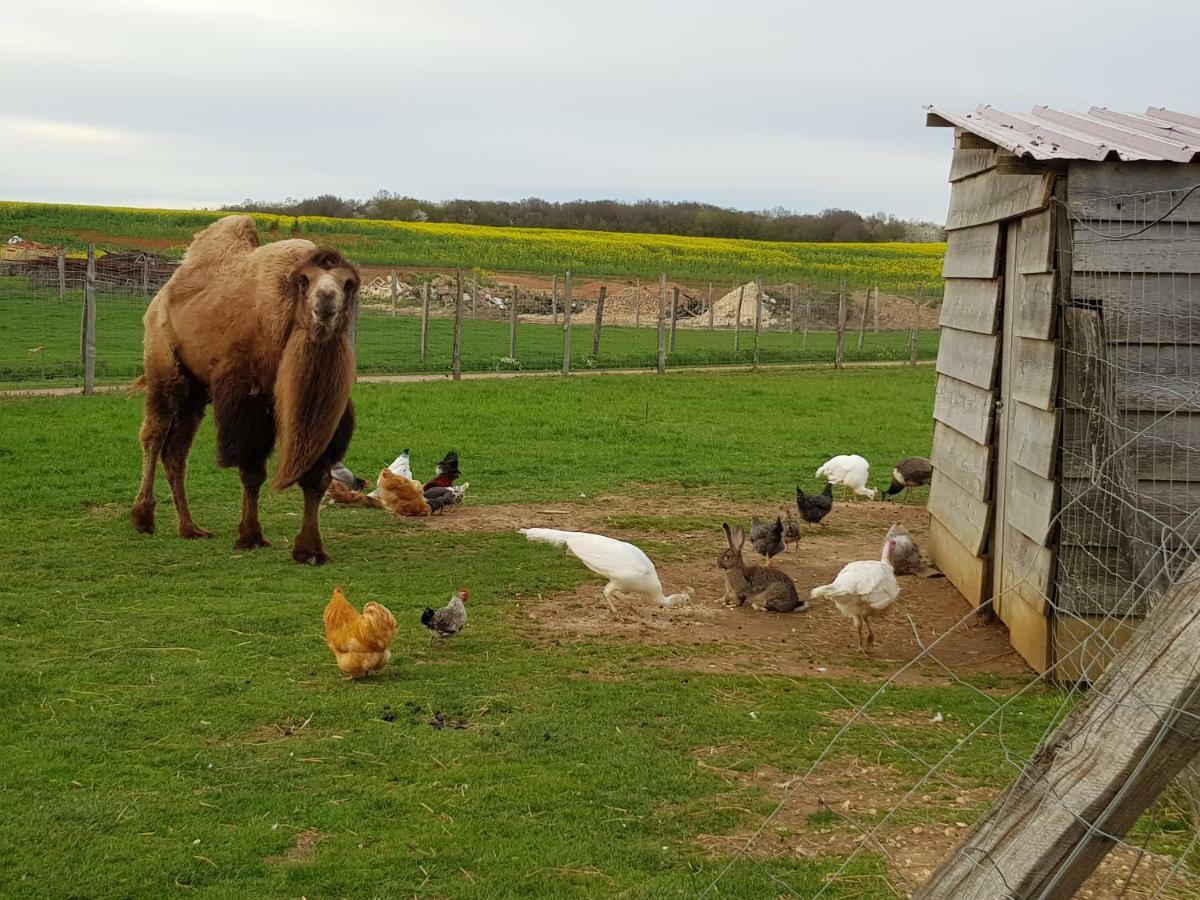 La Ferme Aux Kangourous Donzy Exterior foto